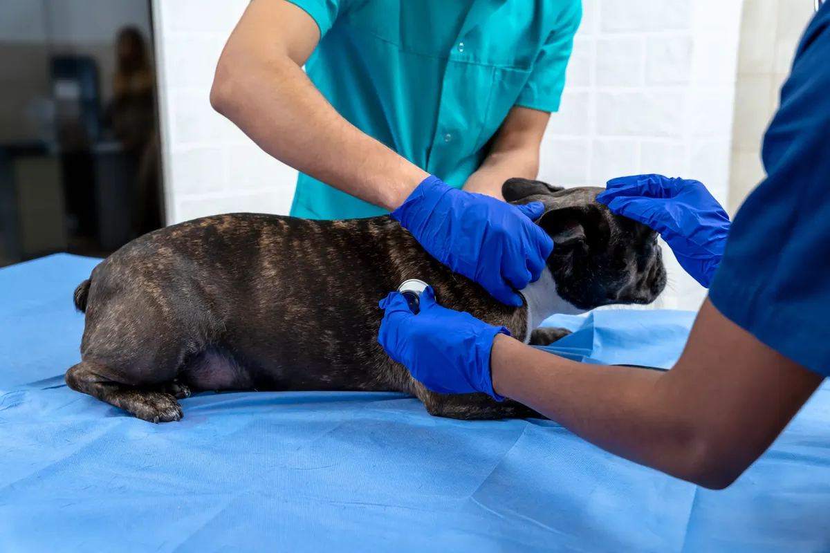low-cost vet baltimore