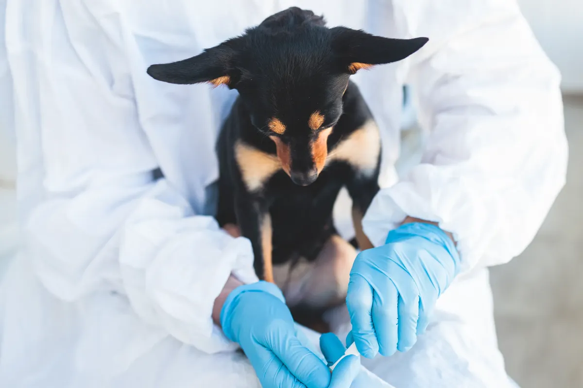 spay neuter bakersfield