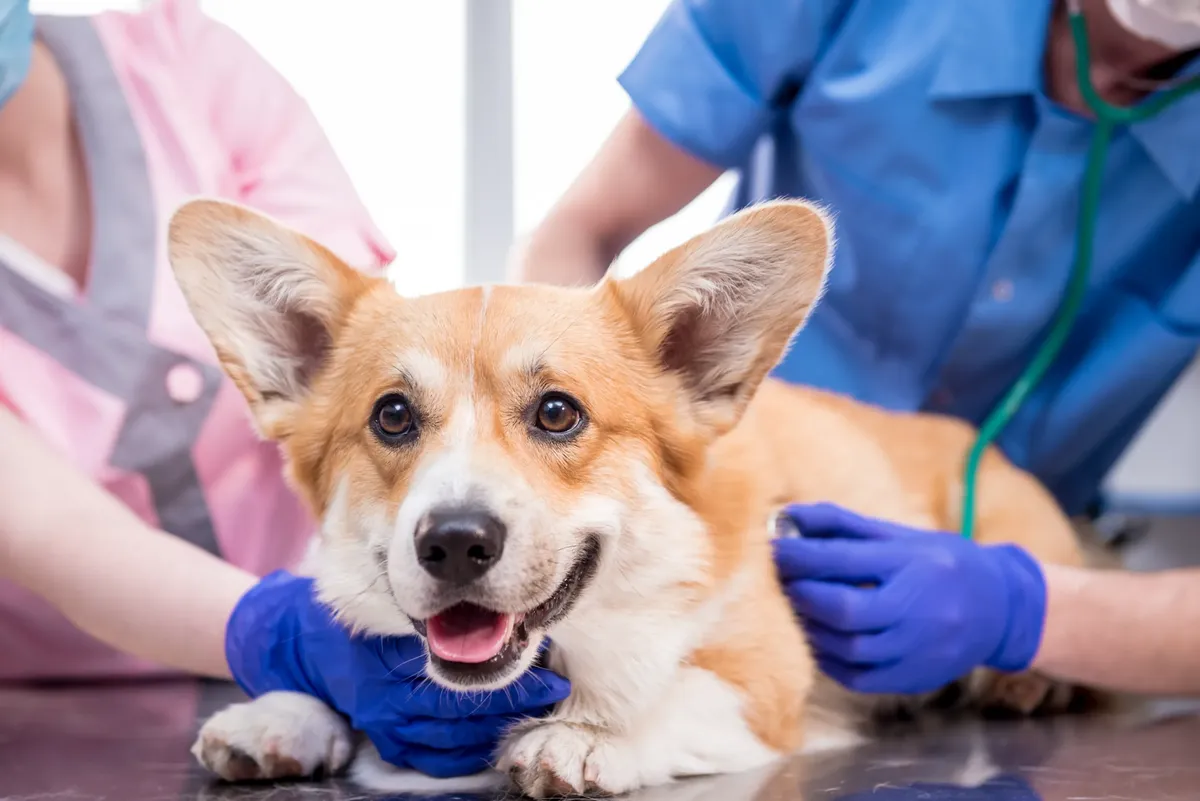 free pet vaccinations kansas city