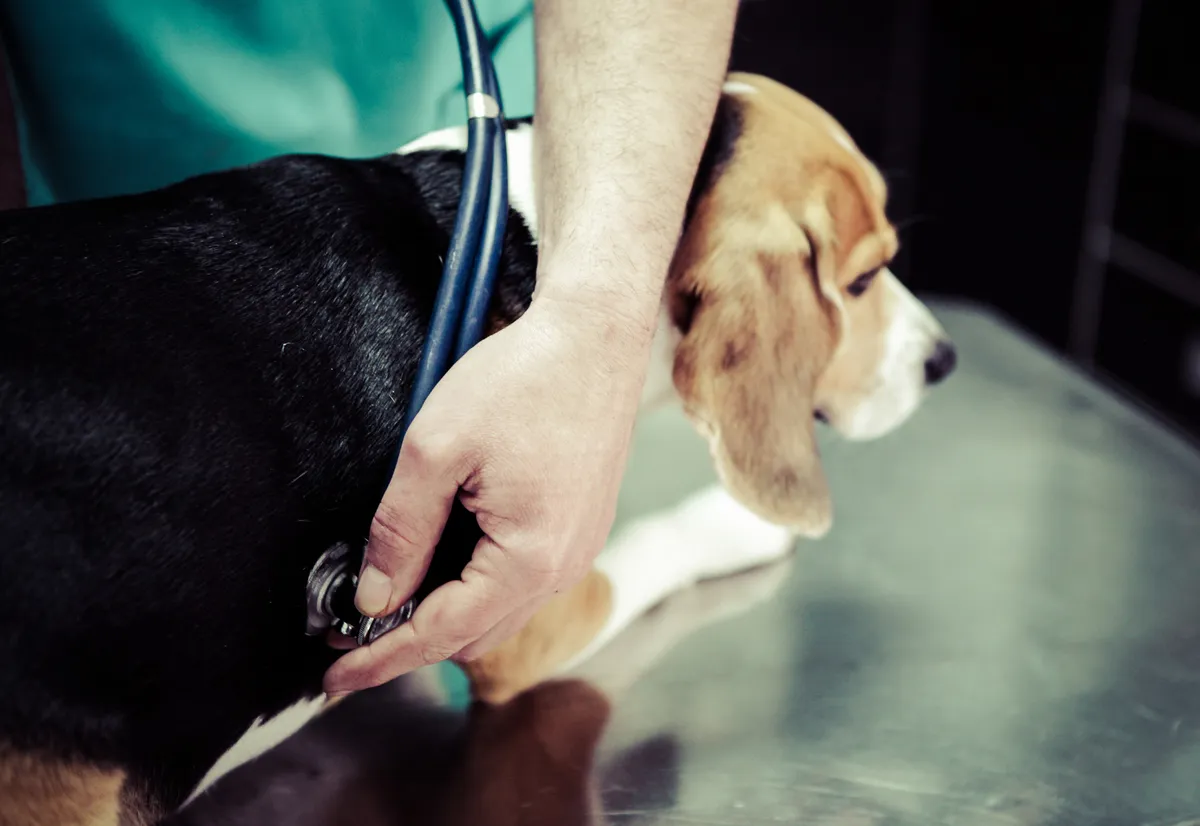 free veterinary care for low income