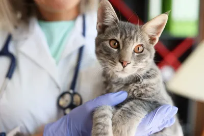 free vet clinics in bakersfield ca