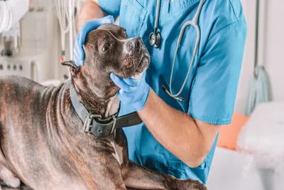 free vet care in memphis tn