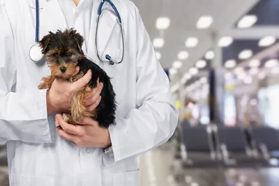 free vet care in springfield mo