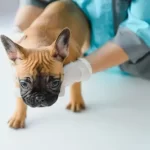 free vet clinics in baltimore maryland
