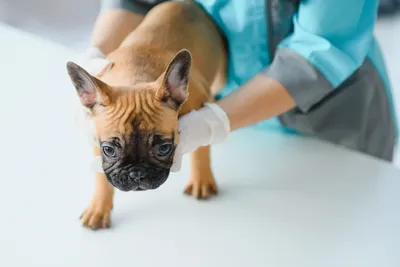 free vet clinics in baltimore maryland