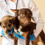 free vet clinic colorado springs