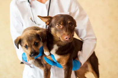 free vet clinic colorado springs