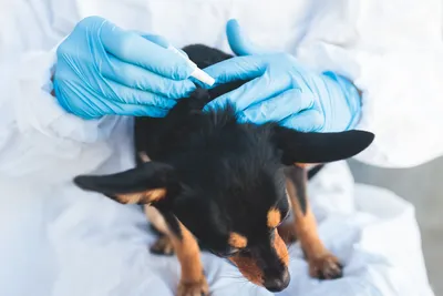 free vet clinics in fresno ca