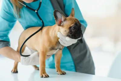 free vet clinic kansas city