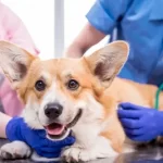free vet clinics in richmond va