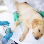 free vet clinic tulsa, ok