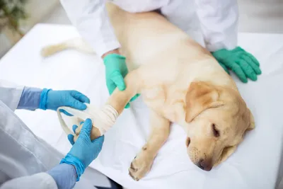 free vet clinic tulsa, ok