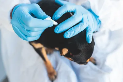 free vet clinic wichita, ks
