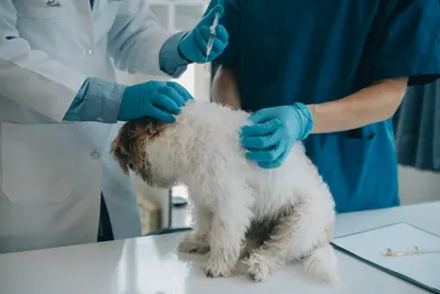 free vet clinic denver for low income