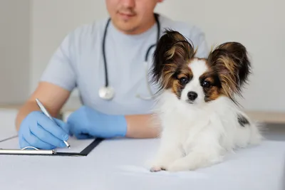 free vet clinics in fayetteville nc