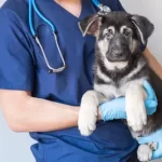 free vet clinics in nashville tn