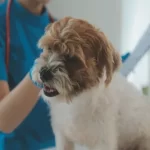 free vet clinics in st louis mo