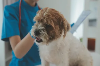 free vet clinics in st louis mo