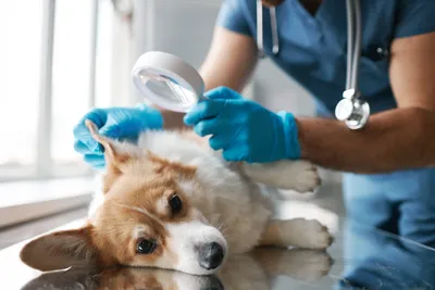free vet clinics in stockton ca