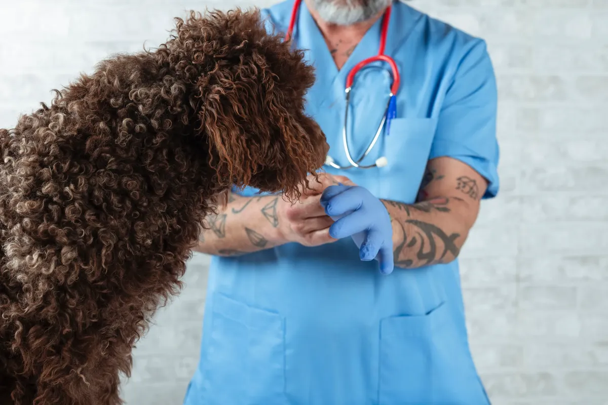 low cost vet fayetteville nc