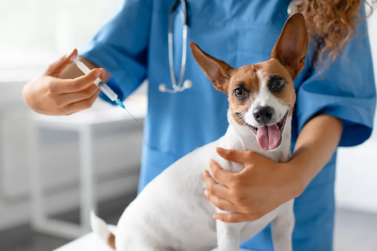 low cost vet in stockton, ca