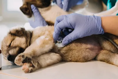 free vet clinic columbia sc