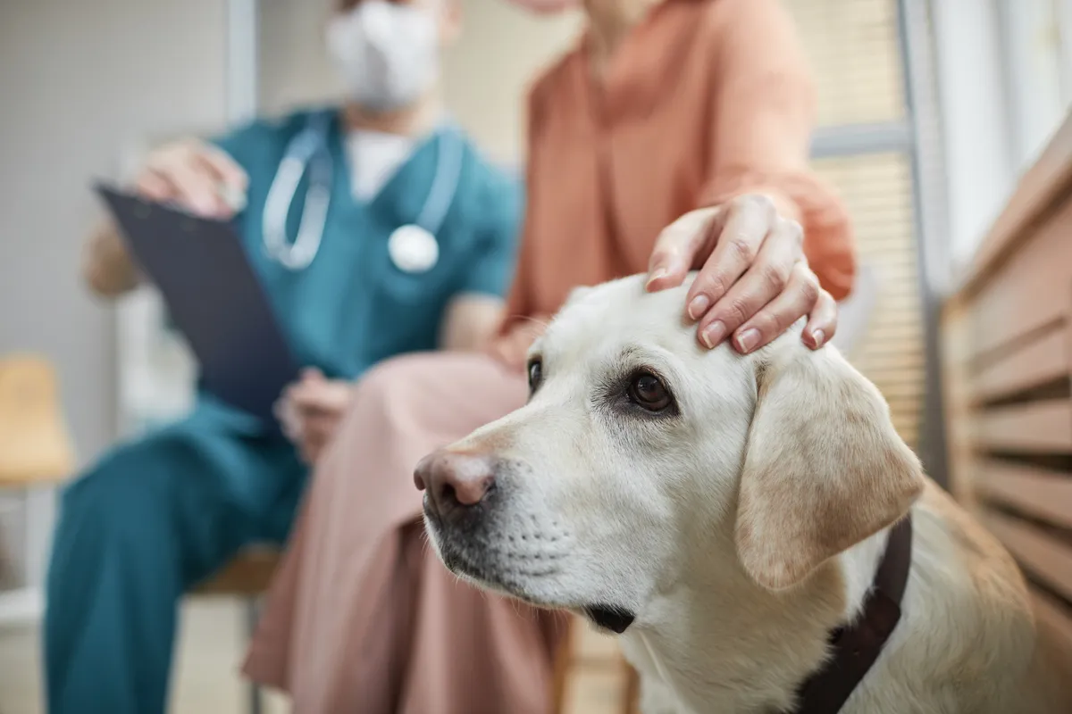 free animal clinic charlotte, nc for low income