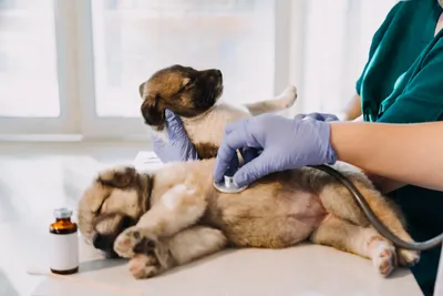 free vet clinic akron ohio near me