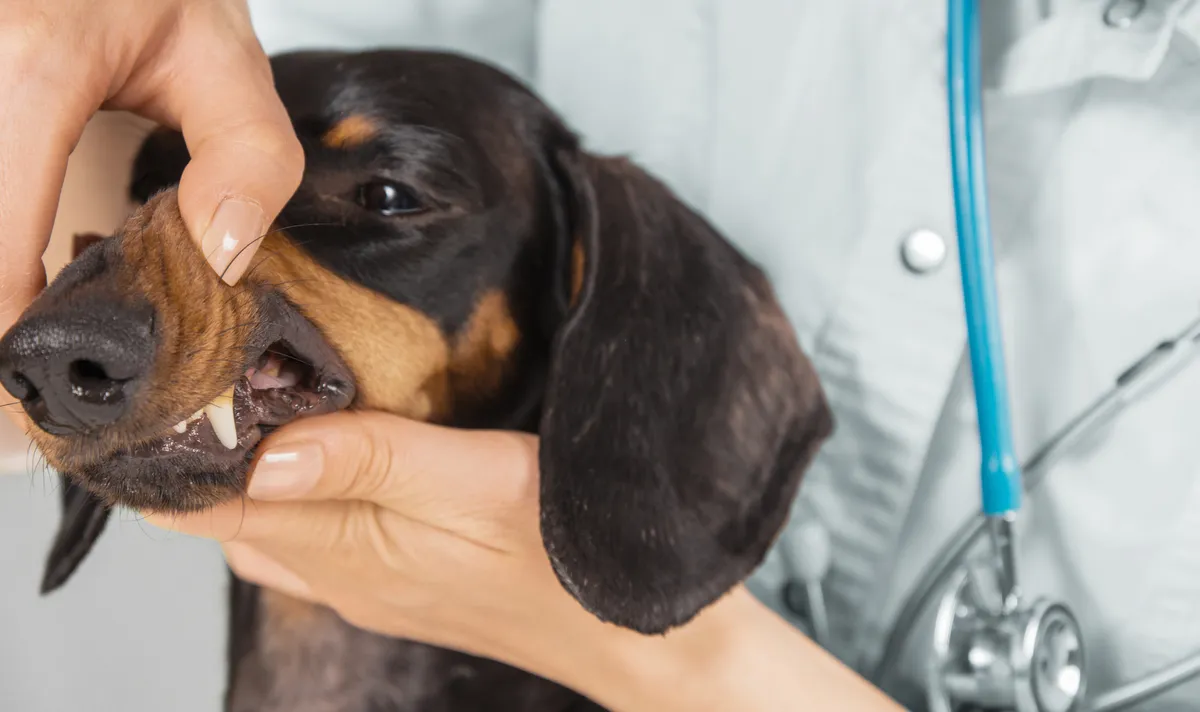 free vet clinic omaha no insurance