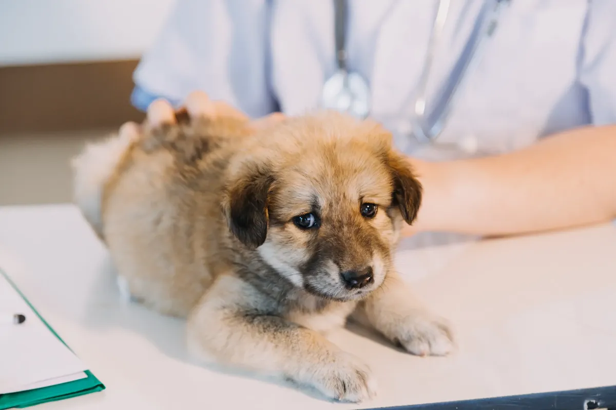 cheap vet san jose