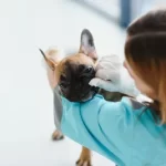 Free vet clinic in Brighton