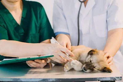 free vet clinic charleston sc