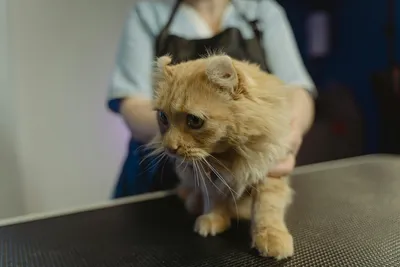 free vet clinic cincinnati