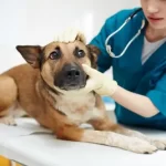 Free vet clinic in Ashburn