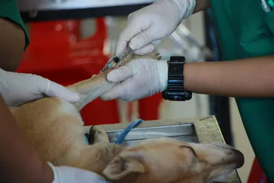 free vet clinic charlotte nc