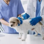 Free vet clinic in Omaha