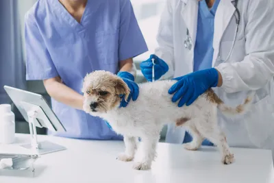 free vet clinic omaha no insurance