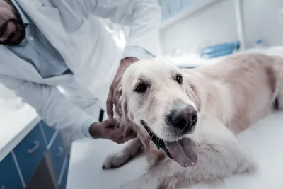 free vet clinic rochester ny