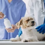 Free vet clinic in Madison