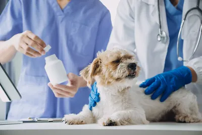 free vet clinic madison wi