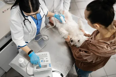 free vet care in miami