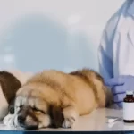 Free vet clinic in Oakland