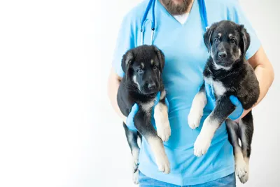 free vet clinic olympia wa
