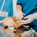 Free vet clinic in Pittsburgh