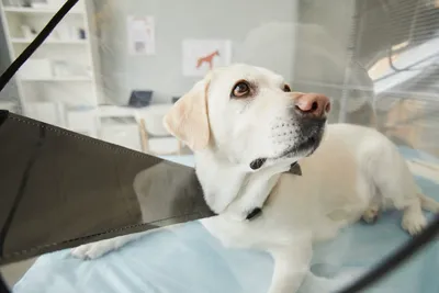 free low cost vet clinic rockford il