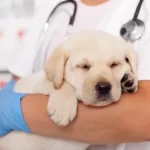 Free vet clinic in San Francisco