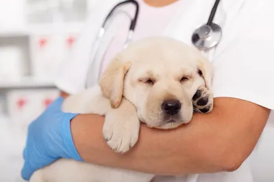 free vet clinic san francisco for low income
