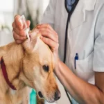 Free vet clinic in Santa Rosa