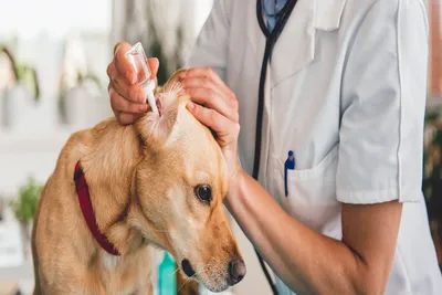 free vet clinic santa rosa