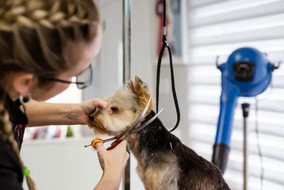 free vet clinic syracuse ny